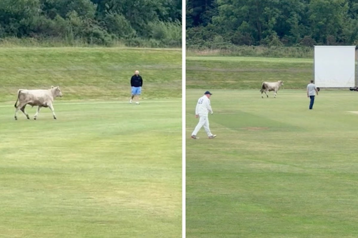 Runaway bull invades cricket pitch and charges at players as match called off - The Independent