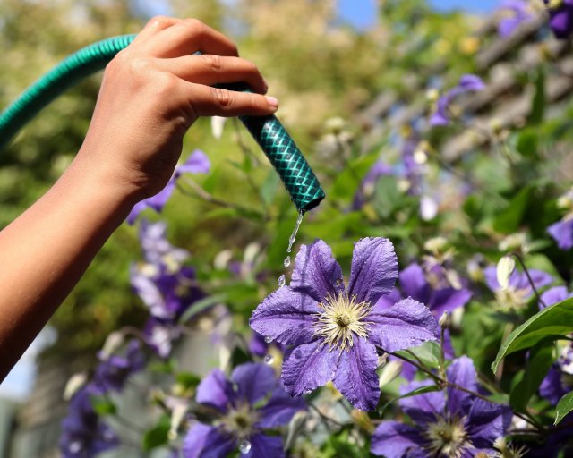 File photo dated 16/7/2018 of flowers being watered from a garden hose. Parched parts of England are facing a hosepipe ban amid very dry conditions and ahead of another predicted heatwave. Southern Water announced the move from Friday for customers in Hampshire and on the Isle of Wight, while the measure will follow in exactly a week for South East Water customers in Kent and Sussex. Issue date: Friday August 5, 2022. PA Photo. See PA story ENVIRONMENT Drought. Photo credit should read: Gareth Fuller/PA Wire