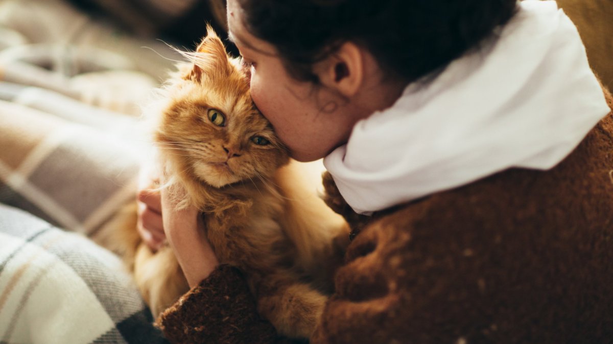 Woman kissing cute cat's head. Tender scene.