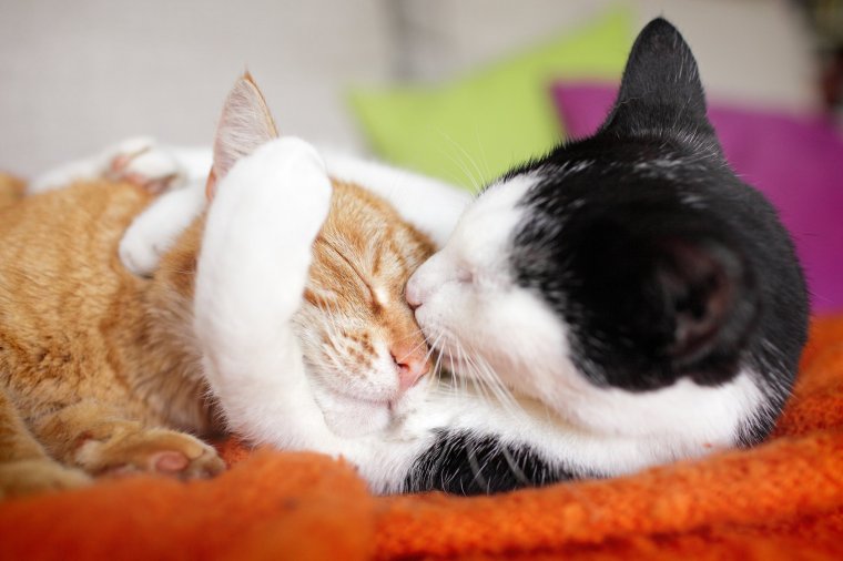 close-up of two cats, the female one hugging and kissing the ginger tomcat, both ot them lying on a couch with blanket and cushions