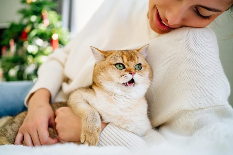 Ginger tabby cat lying in white linen in bed in cropped woman hands