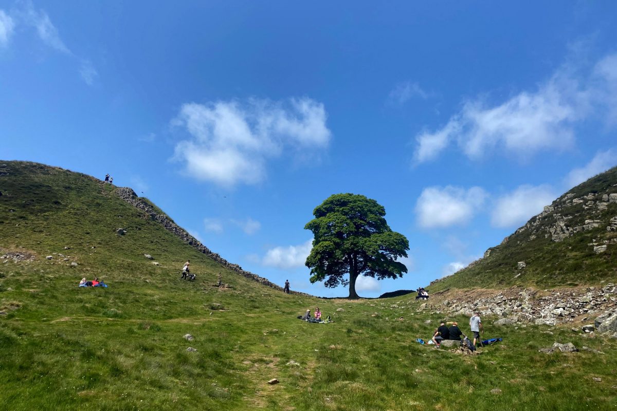 (FILES) A picture taken on June 4, 2023 shows the Sycamore Gap tree along Hadrian's Wall near Hexham, northern England. The two men guilty of felling of one of the UK's most iconic trees, sparking national outrage, were jailed on July 15 with a sentence of four years and three months. A jury at Newcastle Crown Court in May found the two guilty of criminal damage for the 2023 felling of the tree at Sycamore Gap. (Photo by Oli SCARFF / AFP) (Photo by OLI SCARFF/AFP via Getty Images)
