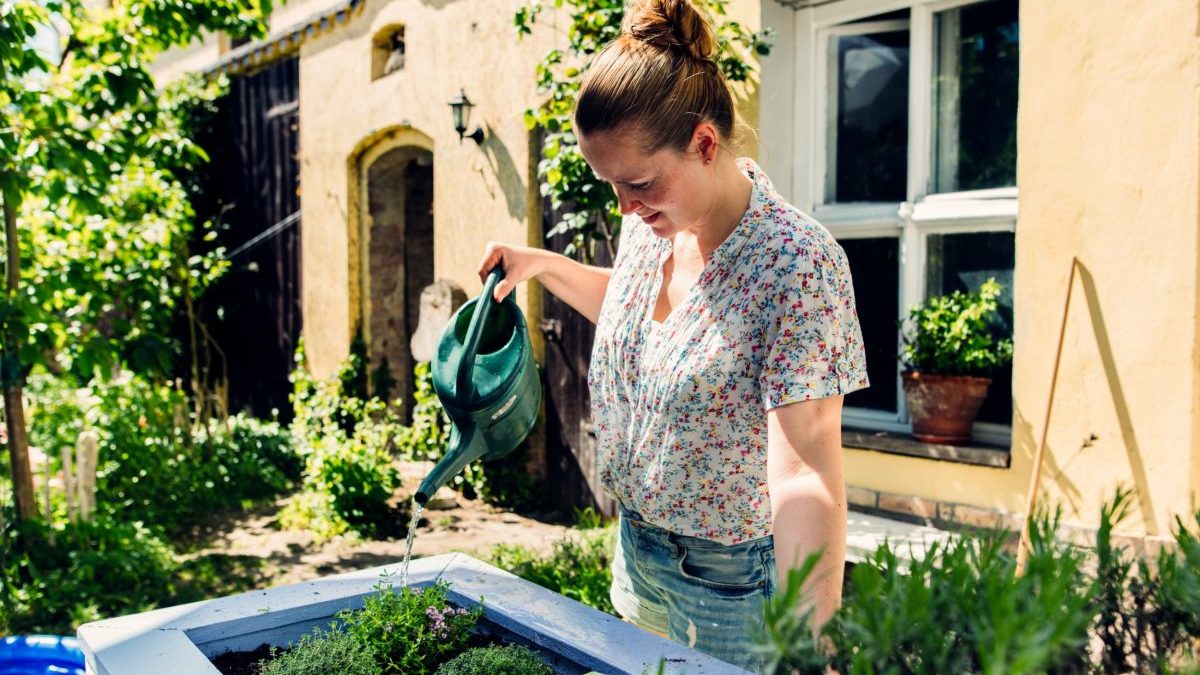 Woman watering fresh organic sage in her herbage garden.