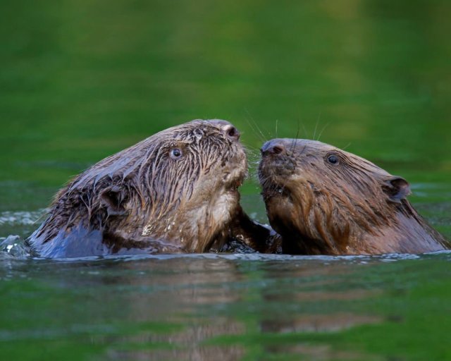 Close up of two Eurasian beavers / European beavers (Castor fiber) fighting in pond. (Photo by: Arterra/Universal Images Group via Getty Images)