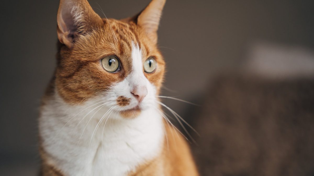A serene close-up portrait of a beautiful ginger tabby cat with striking striped fur, calmly gazing off to the side. This image perfectly captures the elegance, charm, and tranquil nature of domestic cats, making it ideal for pet-related content, lifestyle imagery, or design projects seeking a peaceful and warm aesthetic