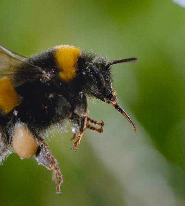 Bumble bee passes nectar from her fore legs to hind legs. (credit: National Geographic) Secrets of The Bees Disney+ TV Still