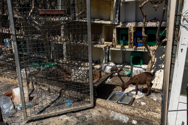 BEDAR, SPAIN - JULY 13: A goat drinks water inside a burnt courtyard following the deadly Los Gallardos wildfire on July 13, 2026 near the municipality of B??dar, Almeria province, Spain. Spanish Prime Minister Pedro S??nchez is visiting the devastated area of Los Gallardos in Almer??a following a catastrophic wildfire that has claimed 12 lives and burned close to 7,000 hectares of land, forcing 1500 people to evacuate.. The disaster is already ranked among the deadliest wildfires in Spanish history. (Photo by Pablo Blazquez Dominguez/Getty Images)
