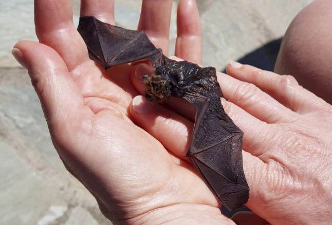 Laura Horton, 53, was bitten by the bat that she rescued from the swimming pool. // A woman was bitten by a bat on holiday - and sought rabies treatment thanks to Google Lens. Laura Horton, 53, was on a two-week birthday trip to Lesbos, Greece, in May 2026 when she found a bat drowning in the swimming pool at apartment complex where she was visiting a friend. She grabbed the animal from the water and let it sit in her hand for 10 minutes to "dry off" - unaware it had bitten her before flying away. Laura wanted to know what type of bat she had rescued, so she uploaded a photo of it sitting in the palm of her hand to Google Lens. As well as identifying it as a pipistrelle bat, the AI programme alerted her to seek medical treatment immediately due to the risk of contracting rabies from handling the animal. She also claimed Google Lens warned her that she would be unable to feel a bat bite as their teeth are too small, and on closer inspection, Laura noticed two tiny pin-prick bite marks. According to the NHS website, rabies is a rare but serious infection that is usually caught from an infected animal's bite or scratch, and it is almost always fatal once symptoms appear. Photo released 14/07/2026