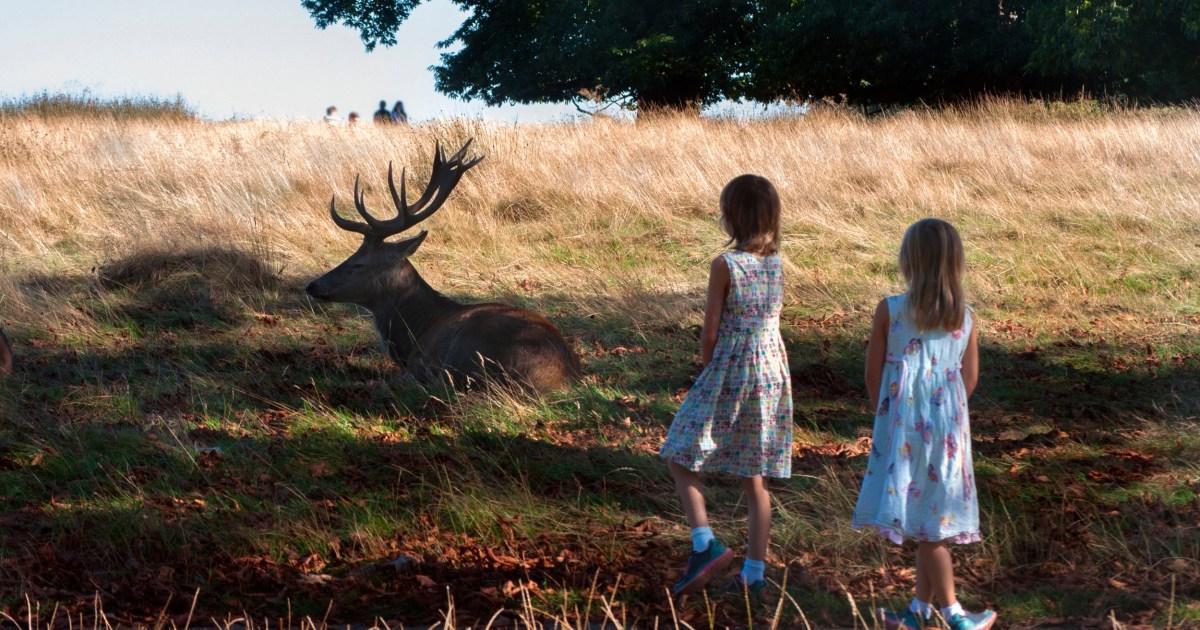 Parents filmed risking their children's lives in Richmond Park | News UK