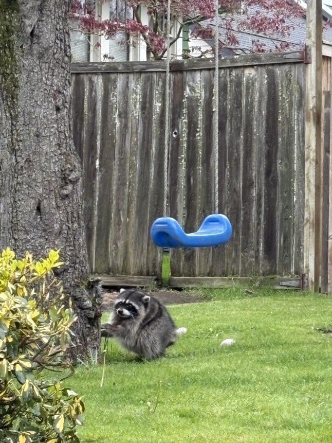 Jimothy sighting in Seattle https://www.reddit.com/r/Seattle/comments/1uypf31/jimothy_just_wants_to_play/