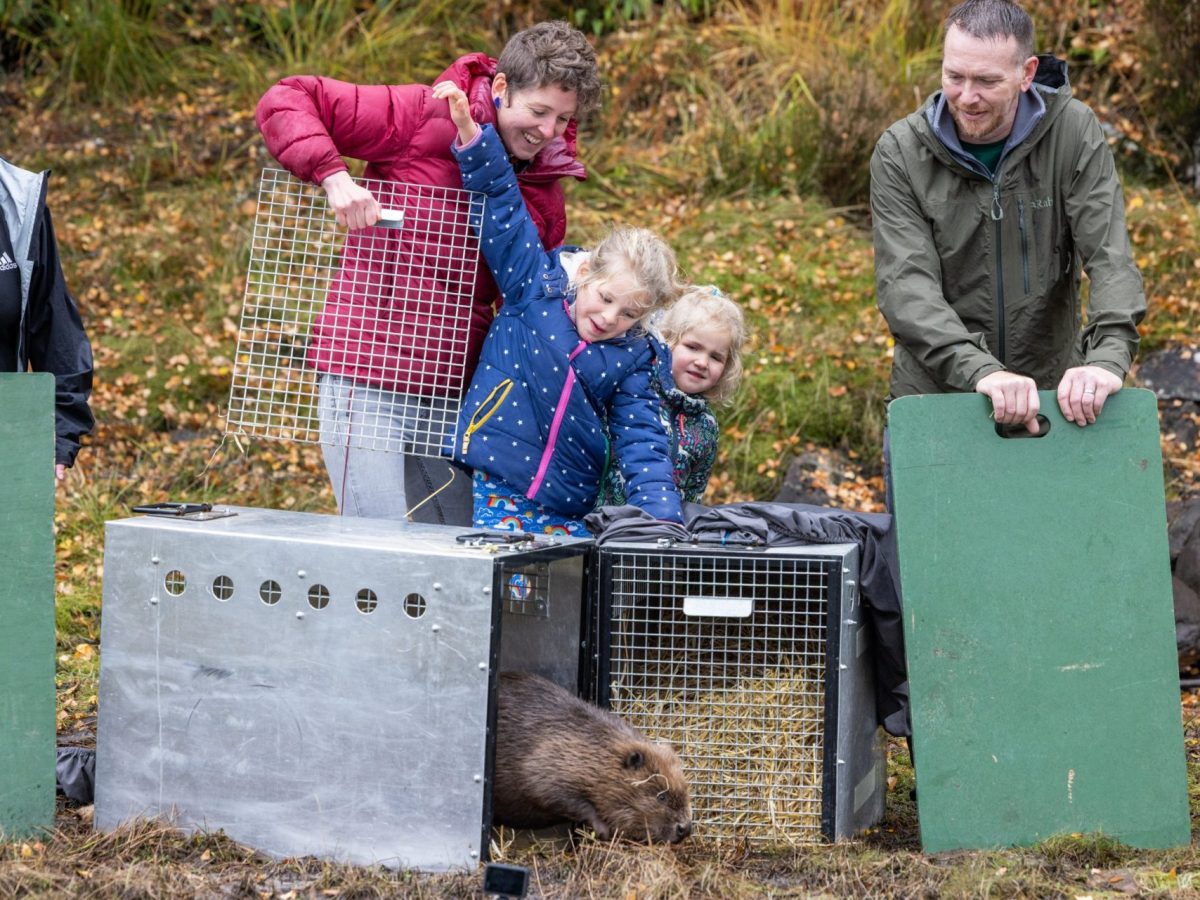 EMBARGOED TO 0001 WEDNESDAY JULY 29 Handout photo dated 24/10/25 provided by Trees for Life of a beaver being released at Glen Affric in the Scottish Highlands. At least two baby beavers have been born in an area of the Highlands, marking the first time in four centuries where such births have been recorded in the region. Issue date: Tuesday July 28, 2026. PA Photo. Photo credit should read: Paul Campbell/Trees for Life/PA Wire