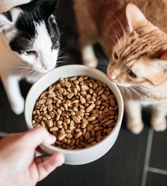 A large bowl with cat food, and two curious cats looking at it