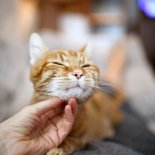 Close up of a woman???s hand stroking a ginger cat???s chin as she lies on her lap and looks away with candid eyes