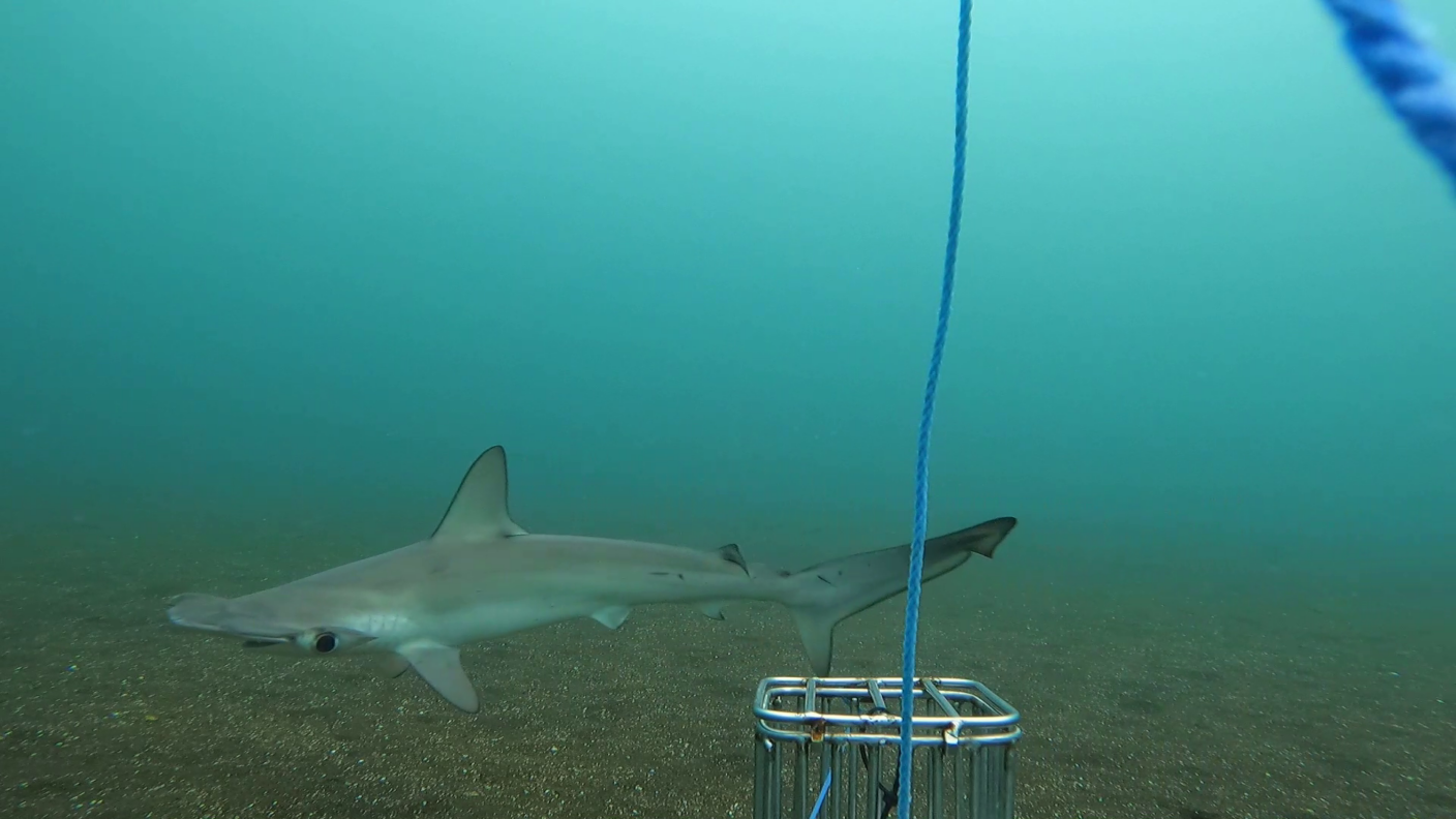 Scientists study ecology and conservation needs of smooth hammerhead shark