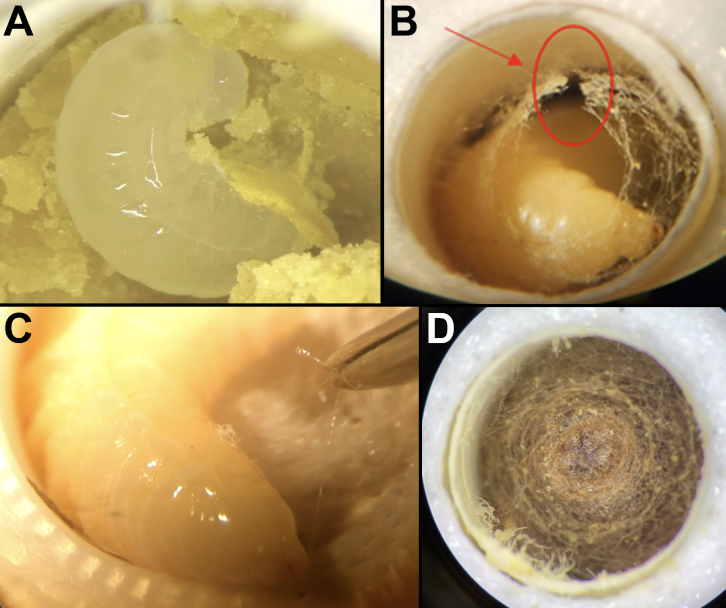 Bees Make Silk, And It Could Be The Biodegradable Material We've Been Waiting For