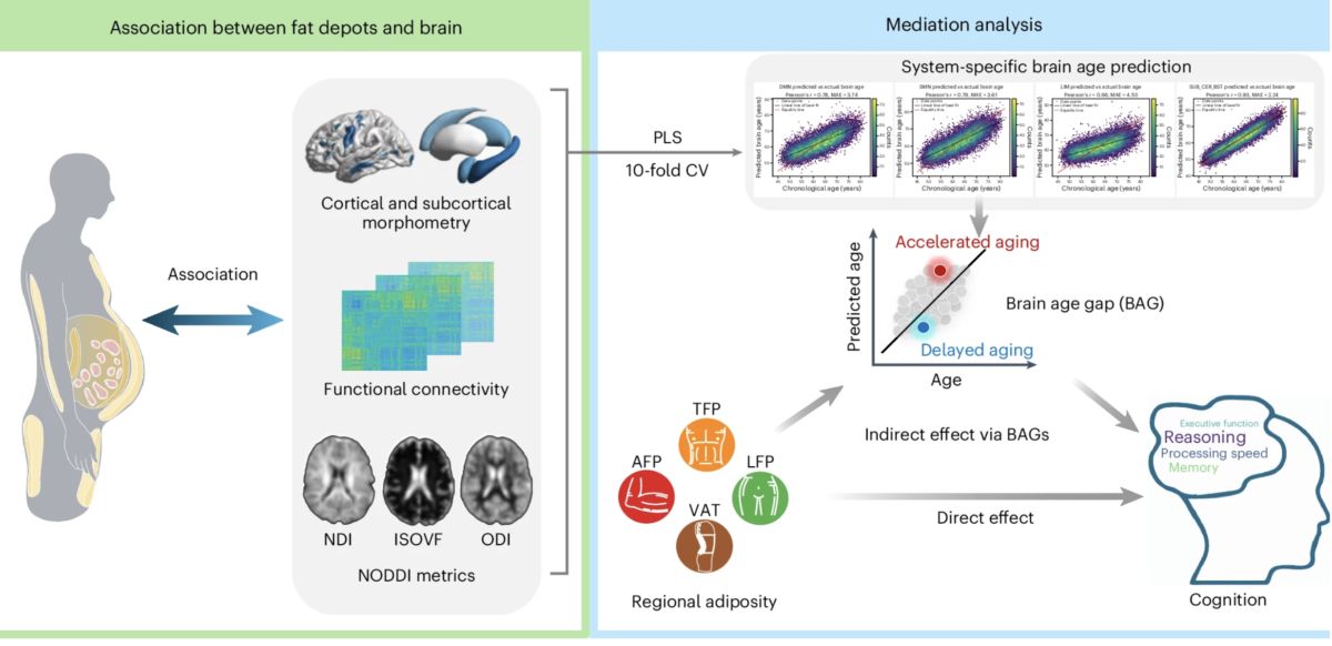 Where You Carry Your Body Fat Directly Linked to Brain Aging in First-of-Its-Kind Study