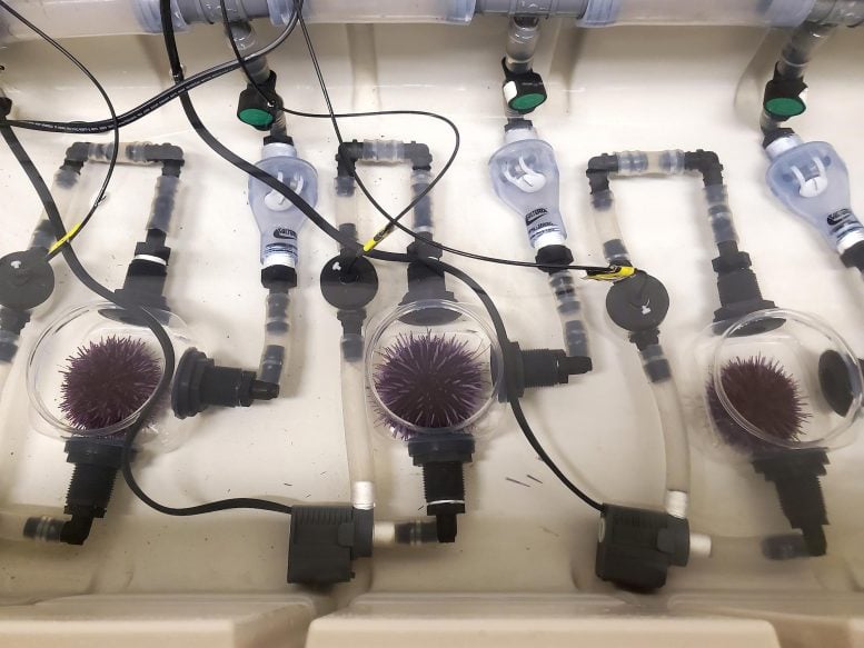 Sea Urchins in Respirometry Chambers