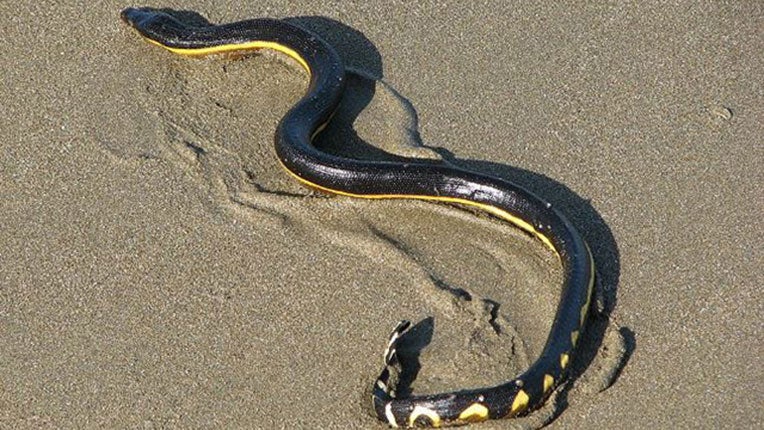 A yellow-bellied sea snake has a bite that can be deadly. The snakes swim in tropical waters