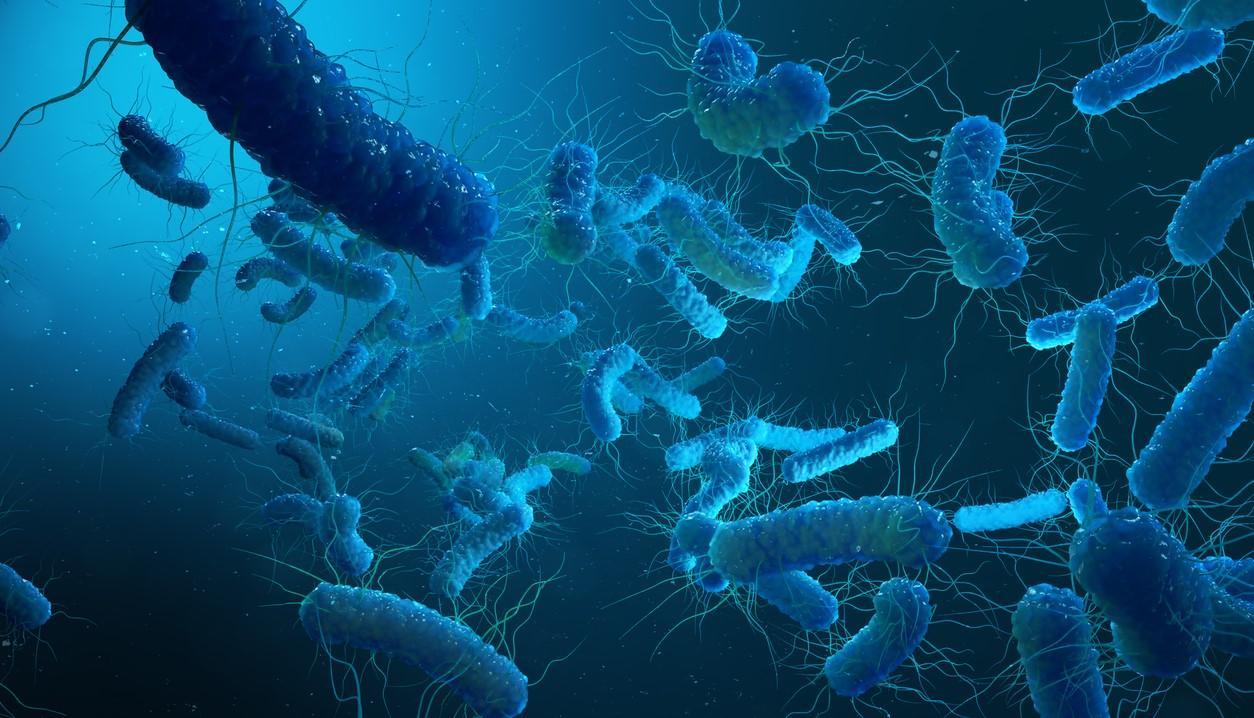 Illustration of Shigella bacteria