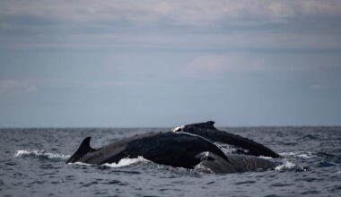 Huge whale ‘supergroups’ show numbers are rebounding. The Iran war threatens that