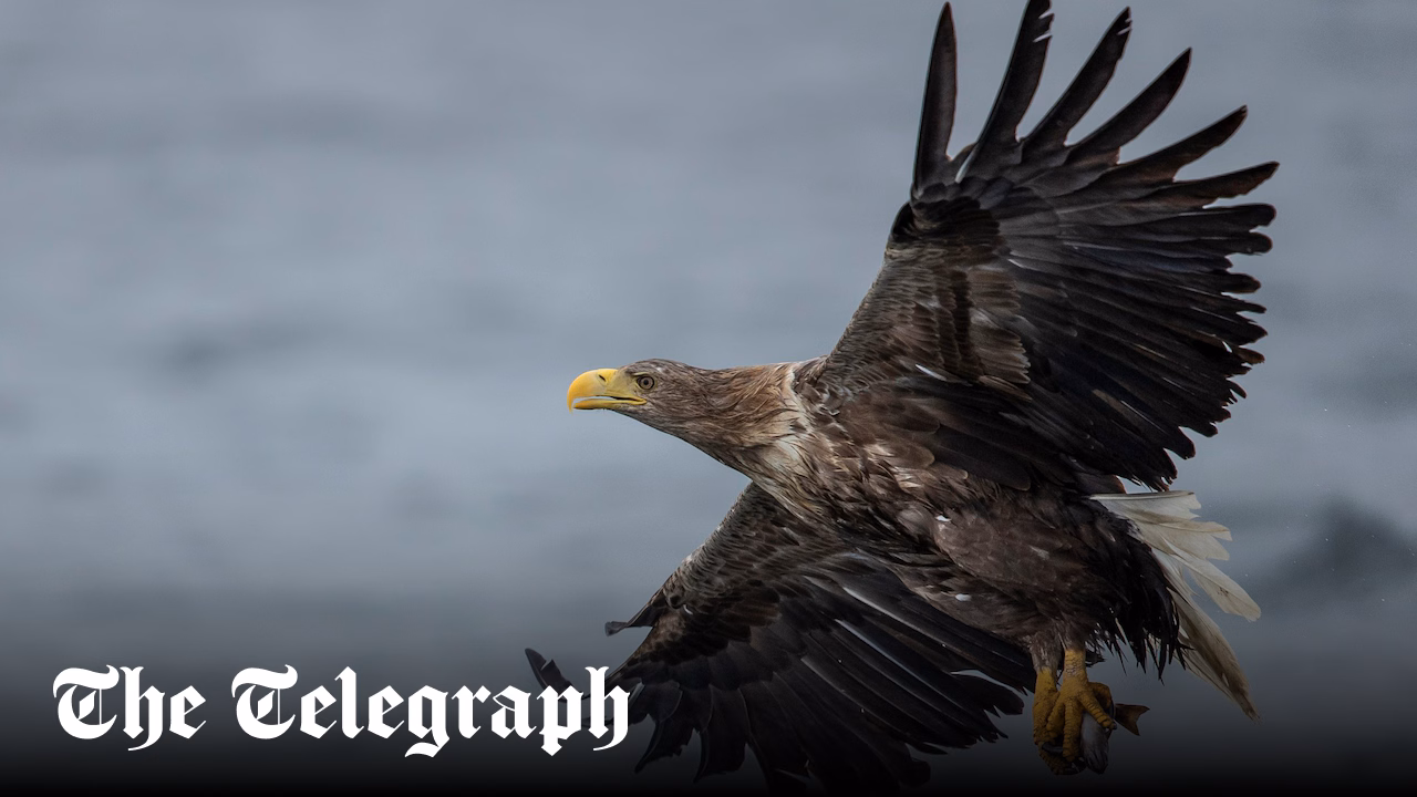 Sea eagles will be tracked to stop attacks on lambs