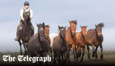 New Forest pony drift cancelled after flu outbreak