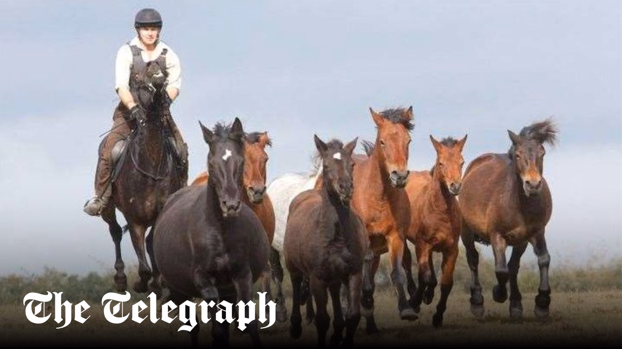 New Forest pony drift cancelled after flu outbreak