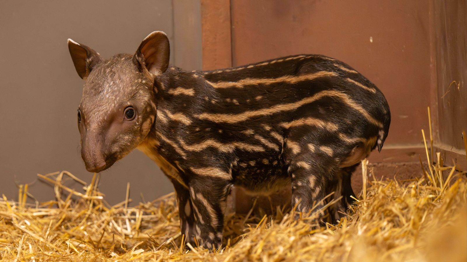 First lowland tapir calf born in 14 years at Hertfordshire Zoo