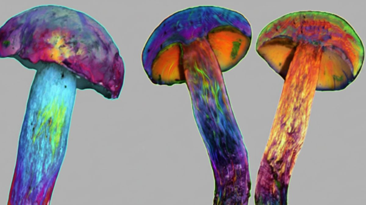 This Is Awkward: Mushrooms That Cause 'Tiny Human' Hallucinations Don't Contain Psychedelics : ScienceAlert