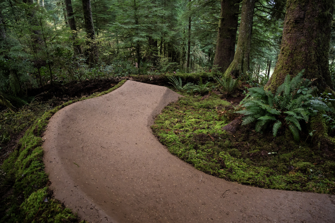 A winding dirt trail surrounded by lush greenery and tall trees in a forest setting, showcasing a natural path that curves gently with moss-covered ground and ferns along the edges. Buzzard Butte mountain bike trail.
