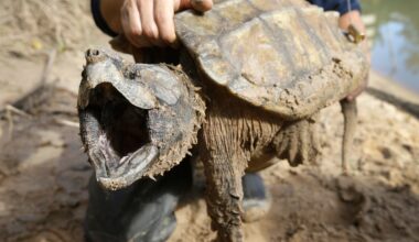 US cancels automatic protections for imperiled animals as critics warn of extinctions