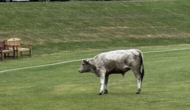Cricket match abandoned after ‘dangerous’ runaway bull charges playing field