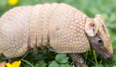 Rare three-banded armadillo baby takes first steps outdoor at Telford Zoo