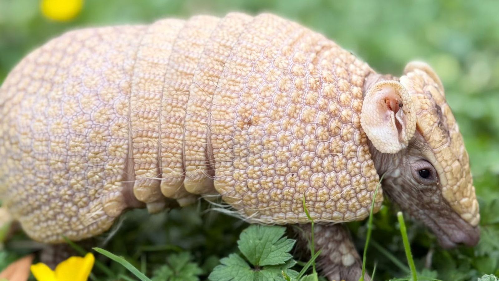 Rare three-banded armadillo baby takes first steps outdoor at Telford Zoo