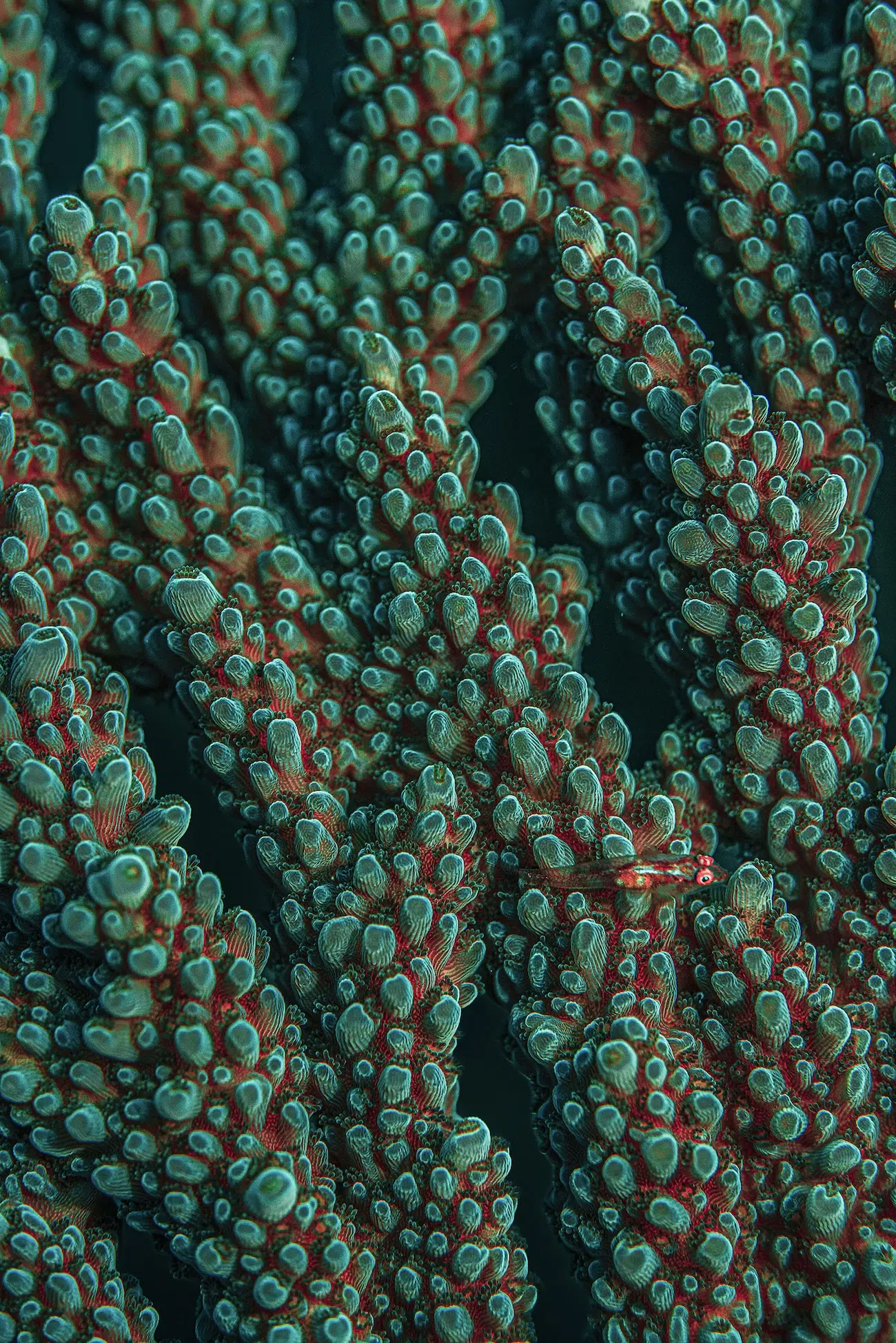 Macro Underwater Photography