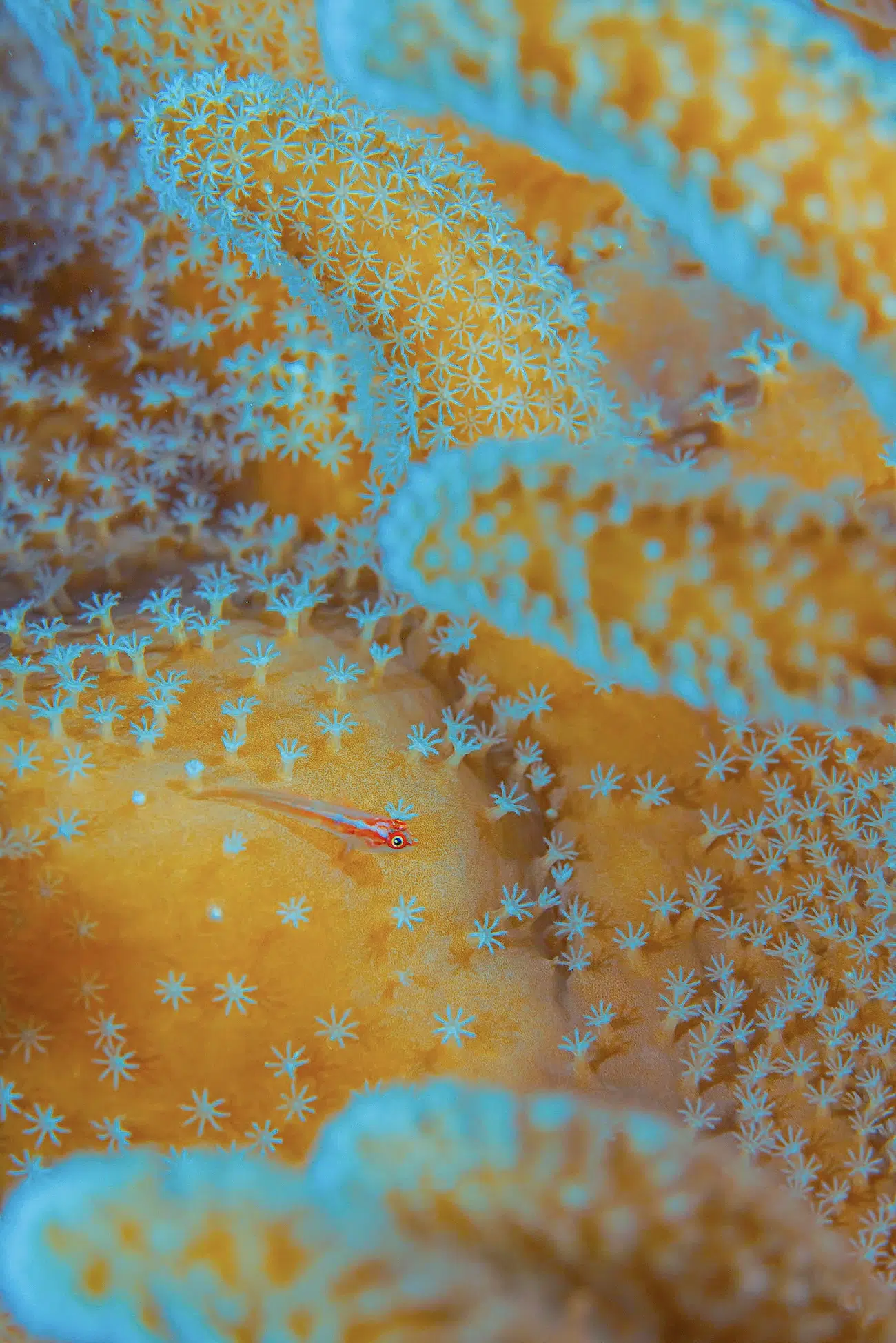 Macro Underwater Photography