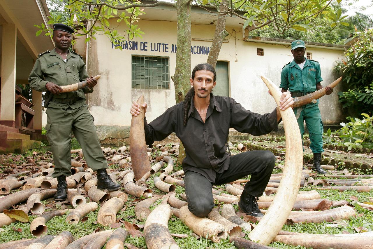 Ofir Drori poses in Cameroon with elephant tusks seized from an African-Asian crime syndicate. (Courtesy, EAGLE)