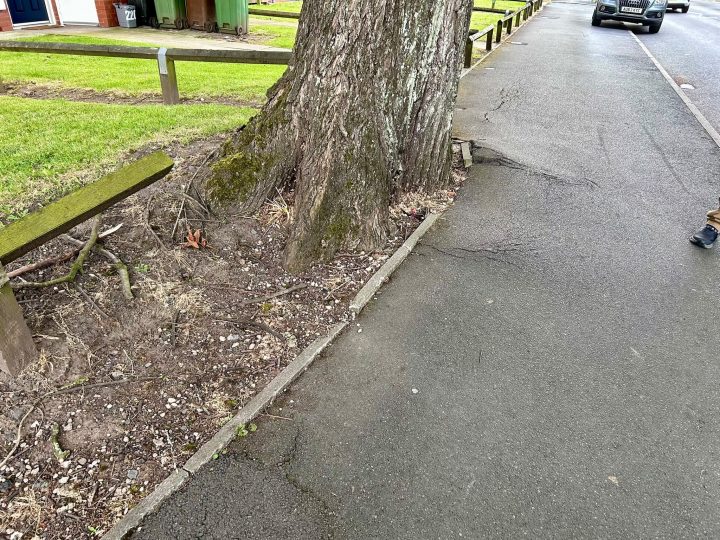 Uneven pavements due to size of trees in Deepdale. Credit: Blog Preston