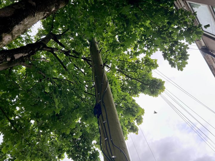 Trees in Deepdale. Credit: Blog Preston