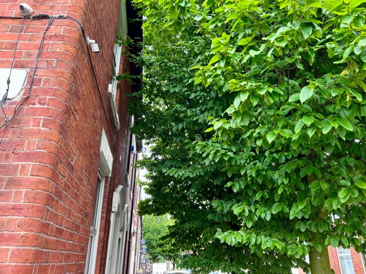 Trees in Deepdale. Credit: Blog Preston