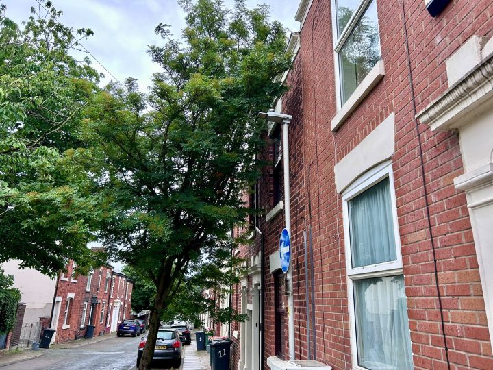 Trees in Deepdale. Credit: Blog Preston