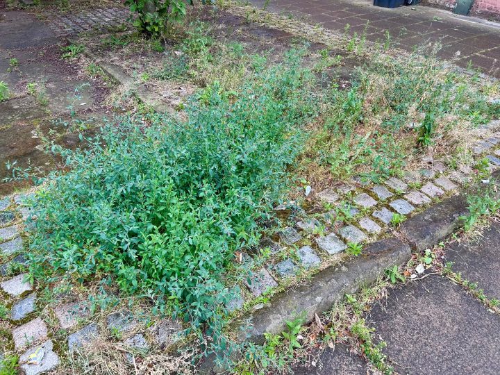 Poorly-maintained area in Deepdale. Credit: Blog Preston