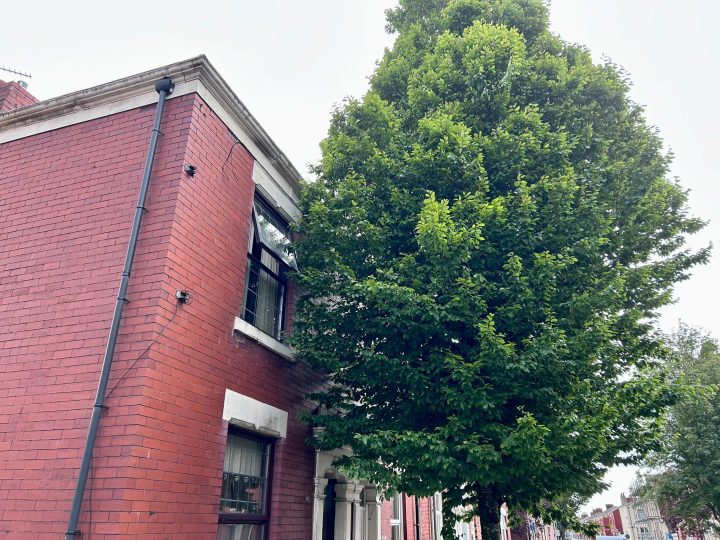 Trees in Deepdale. Credit: Blog Preston