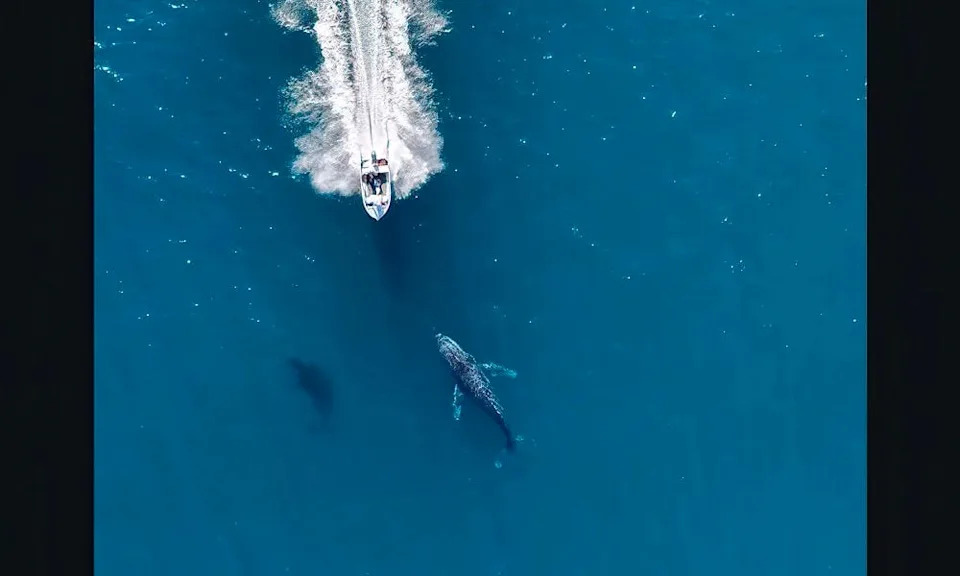 Unsuspeecting humpback whales off W. Australia.