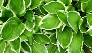 What To Do With Hostas After Flowering For Healthier Plants Next Year