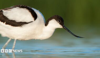 An avocet, with distinct white body and black head and wings also has a curved beak. It is wading in water