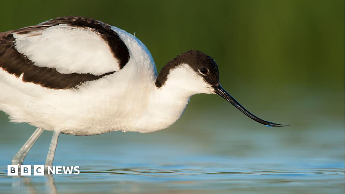 An avocet, with distinct white body and black head and wings also has a curved beak. It is wading in water