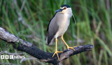 A night heron is standing on a branch. It has white plumage and black wings.