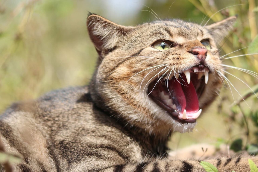 a light brown cats bares teeth