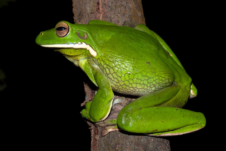 A large green frog with white lips.